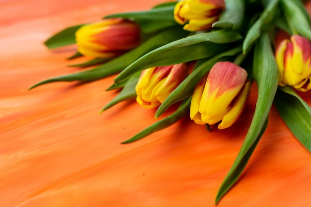 tulipes jaune-rouge avec une tige verte sur une surface orange vif