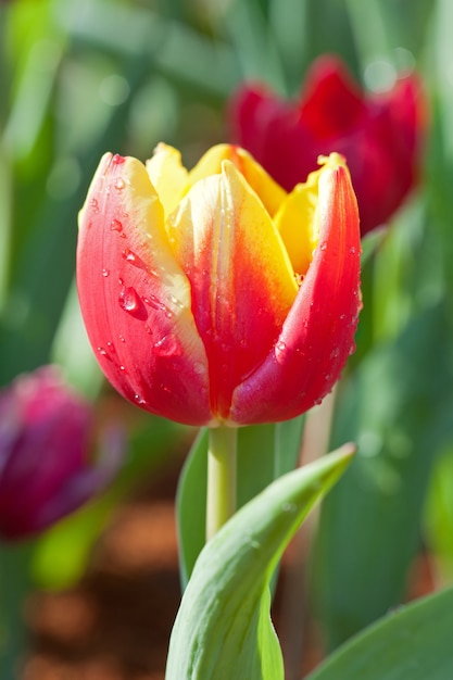 Tulipes jaune-rouge