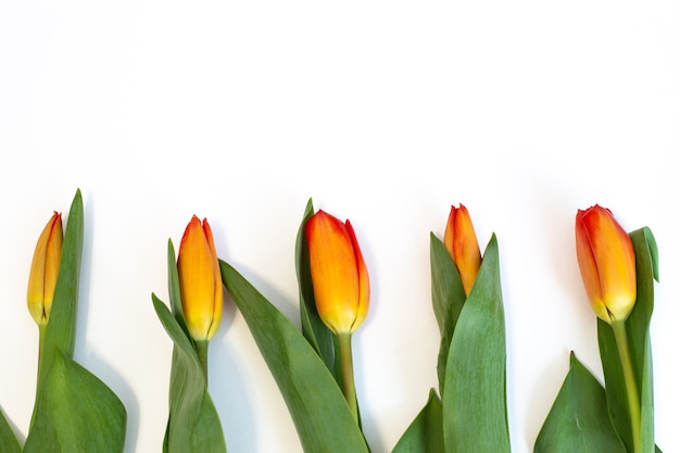 Tulipes jaunes sur blanc