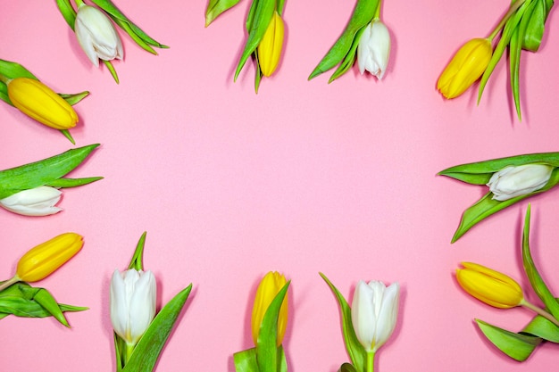 Tulipes jaunes et blanches sur fond rose