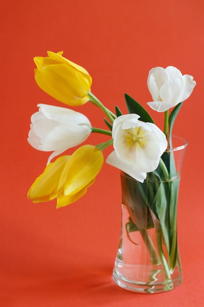 Tulipes jaunes et blanches sur fond rouge se bouchent