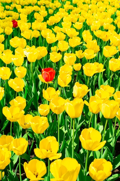 Tulipes jaunes bouchent de fond