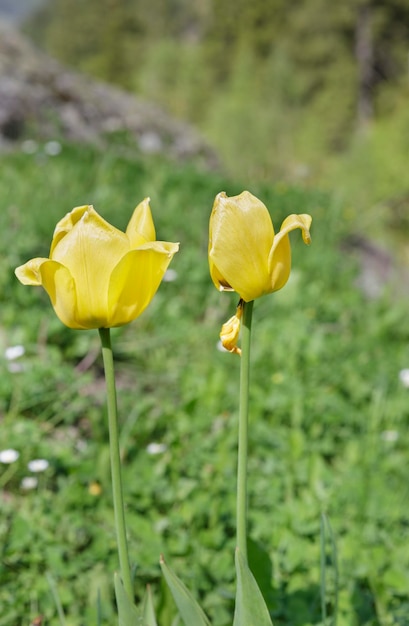 Tulipes jaunes dans la forêt Suisse alpine