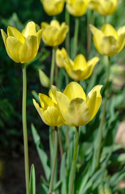 Tulipes jaunes dans le jardin agrandi
