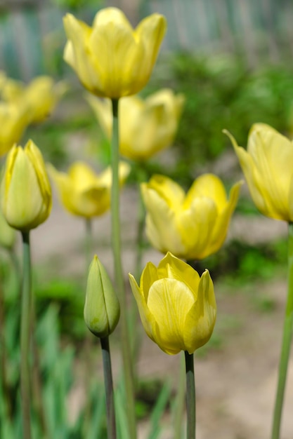 Tulipes jaunes dans le jardin agrandi