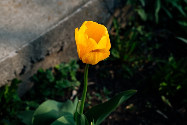 Tulipes jaunes dans le jardin dans le vert