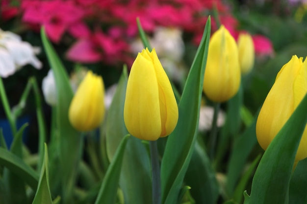 Tulipes jaunes dans le jardin avec des fleurs roses et blanches floues