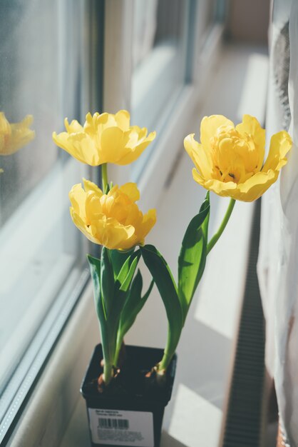 Tulipes jaunes dans un pot de fleurs sur le rebord de la fenêtre.