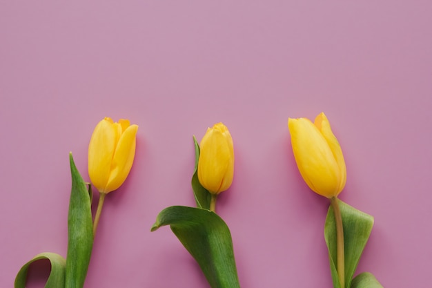 Tulipes jaunes sur un espace de copie de fond isolé rose.