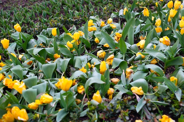 Photo tulipes jaunes fanées