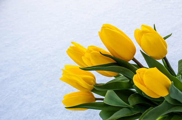 Tulipes jaunes avec des feuilles vertes sur fond blanc de neige naturelle