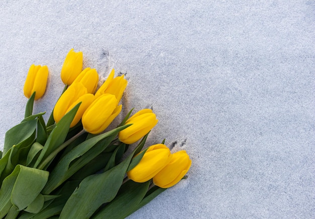 Tulipes jaunes avec des feuilles vertes sur fond de neige naturelle blanche. Concept de vacances de printemps