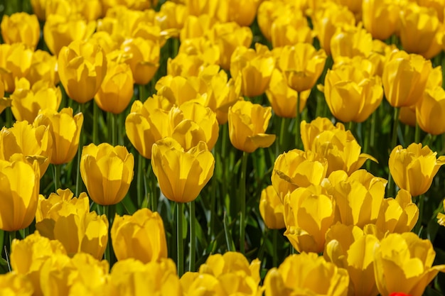 Tulipes jaunes flasques dans le champ gros plan fond plein cadre avec mise au point sélective