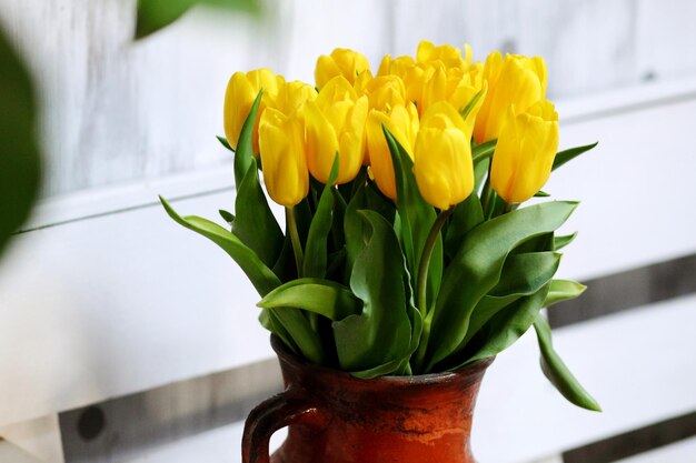 Tulipes jaunes en fleurs au printemps