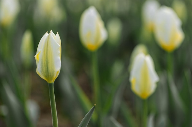 Tulipes jaunes en fleurs dans le parterre de fleurs du parc de la ville Jardinage de concept de printemps