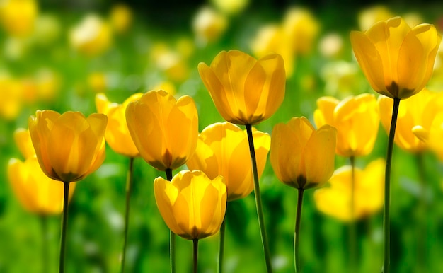 Des tulipes jaunes en fleurs à l'extérieur