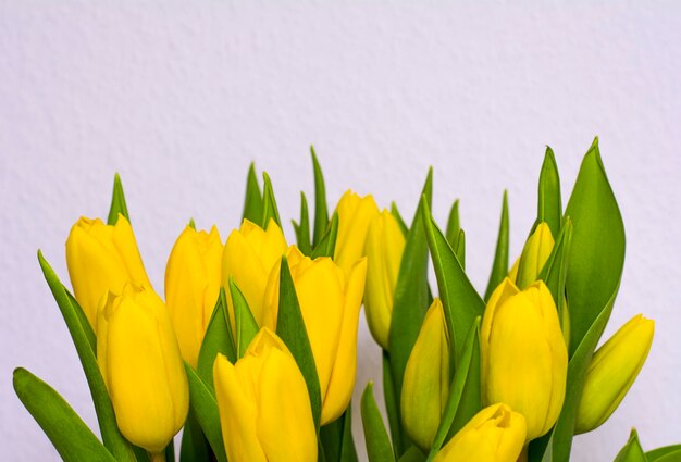 tulipes jaunes sur fond blanc affiche de printemps avec texte libre vacances spaceromance