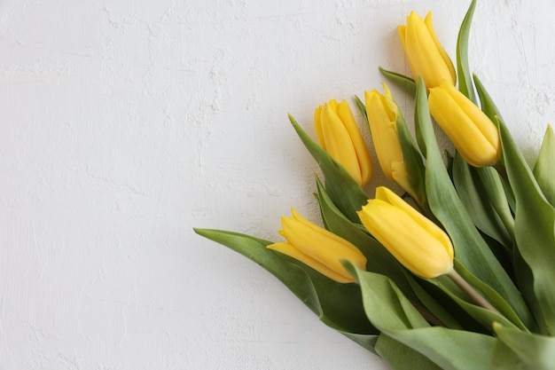 Tulipes jaunes sur fond blanc