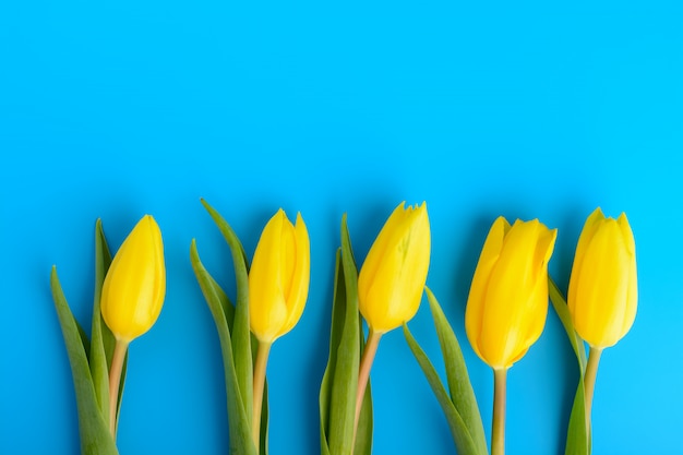 Tulipes jaunes sur fond bleu