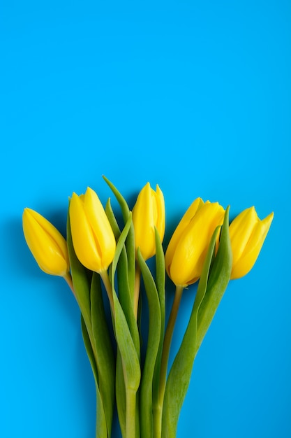 Tulipes jaunes sur fond bleu