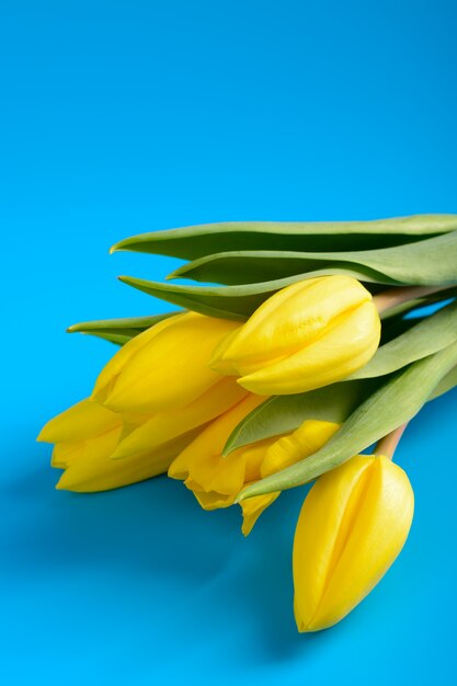 Tulipes jaunes sur fond bleu