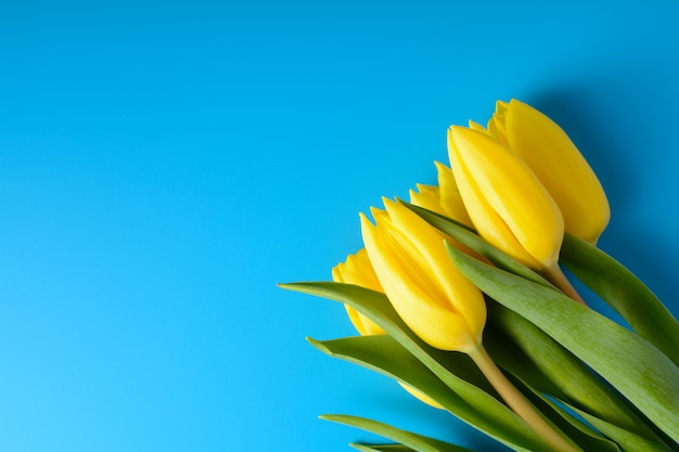 Tulipes jaunes sur fond bleu
