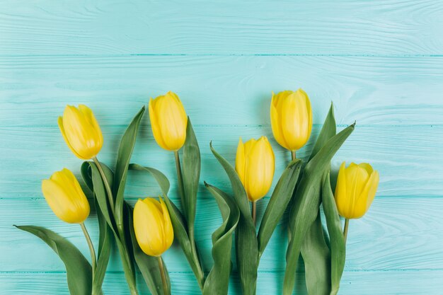 Tulipes jaunes sur un fond en bois bleu