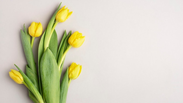 tulipes jaunes sur fond gris, bannière