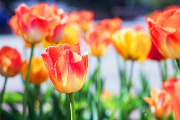 Photo tulipes jaunes sur fond de verdure