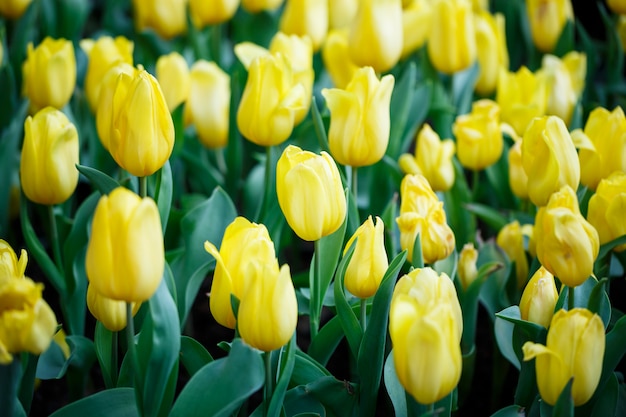 Tulipes jaunes fraîches colorées dans le jardin de fleurs à l'intérieur avec des gouttes d'eau