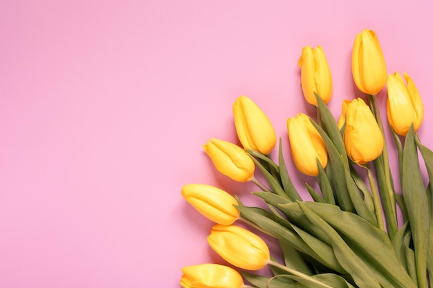 Tulipes jaunes fraîches sur fond rose