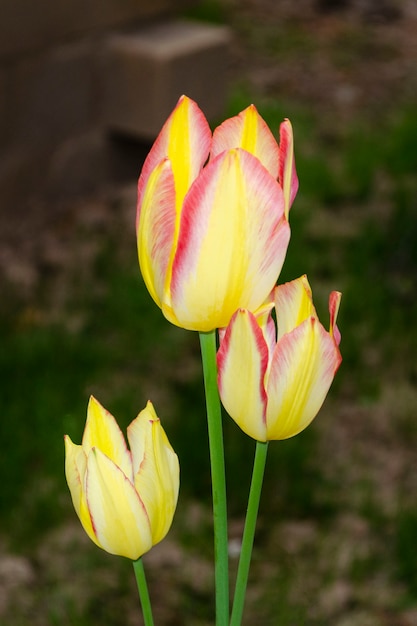 Photo tulipes jaunes avec gros plan de bordure rose
