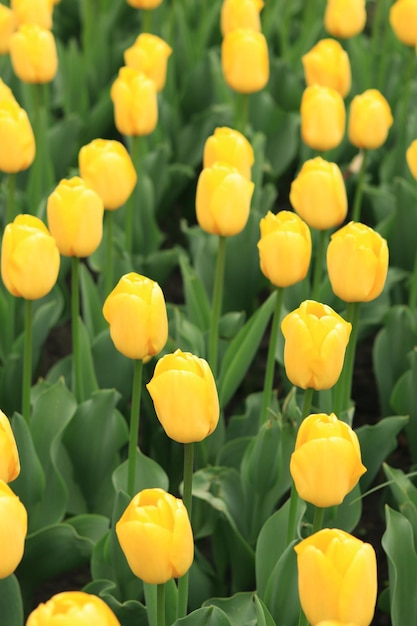 Tulipes jaunes en gros plan Fleurs printanières lumineuses avec mise au point sélective Parterre de fleurs de la Journée mondiale des tulipes