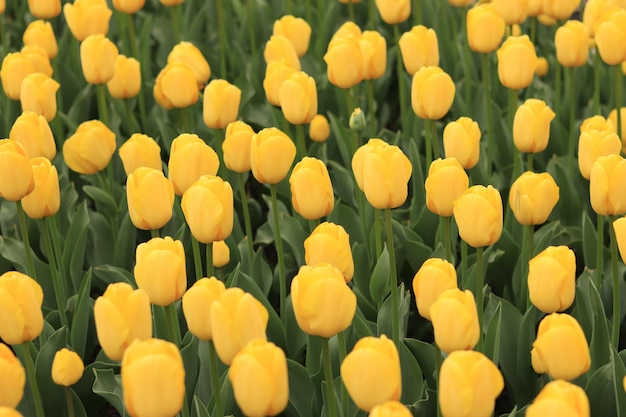 Tulipes jaunes en gros plan Fleurs printanières lumineuses avec mise au point sélective Parterre de fleurs de la Journée mondiale des tulipes