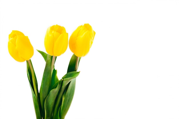 Tulipes jaunes isolés sur fond blanc