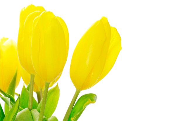 Tulipes jaunes isolés sur fond blanc