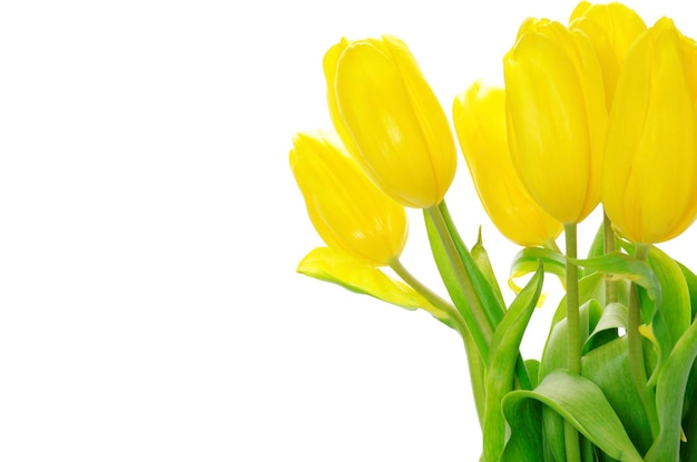 Tulipes jaunes isolés sur fond blanc