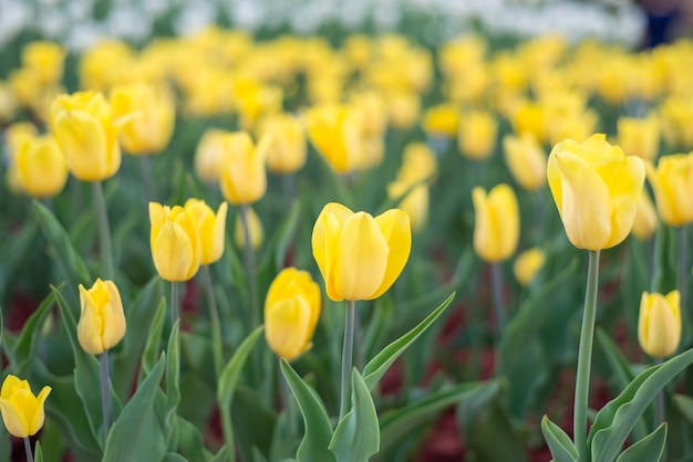 tulipes jaunes poussent dans le parc