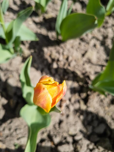 Des tulipes jaunes de printemps sur un parterre de fleurs dans le jardin