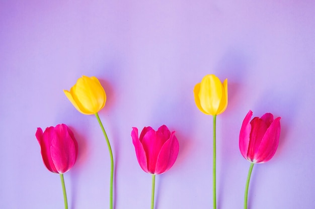 Tulipes jaunes et roses isolées sur fond violet clair