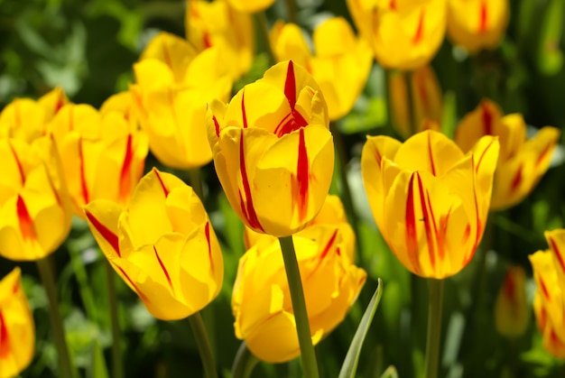 tulipes jaunes rouges avec un beau fond de bouquet