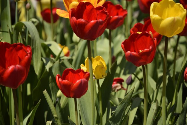 Tulipes jaunes rouges contre le ciel bleu Fleurs rouges Vue de dessous