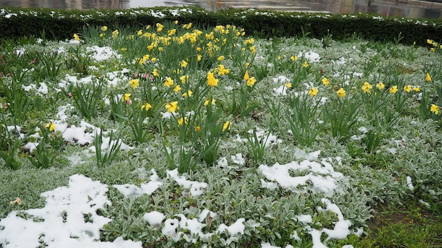 Tulipes jaunes et Stachys byzantina sous la neige Chutes de neige inattendues au printemps Conception de pelouse parterre de fleurs