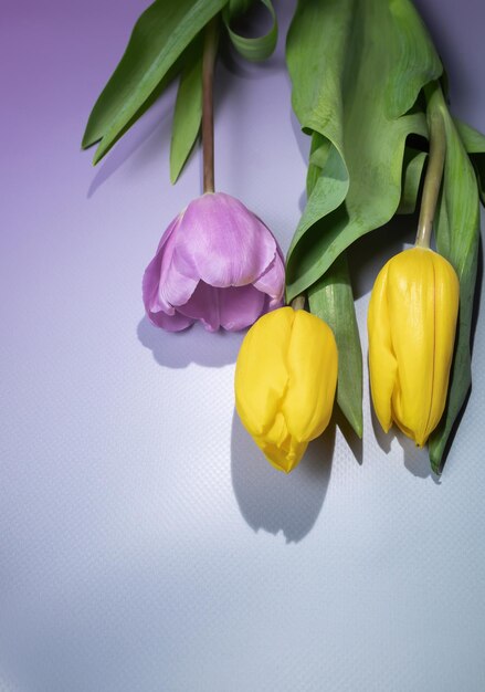 Tulipes jaunes et violettes colorées