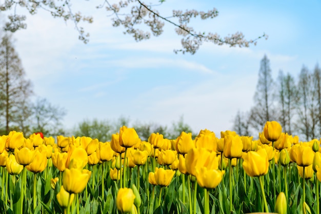 Photo tulipes jaunes