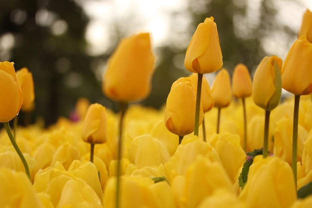 Tulipes jaunes