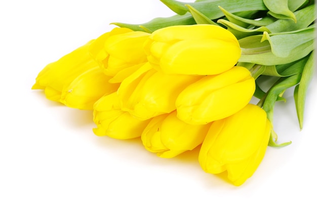 Tulipes jaunes