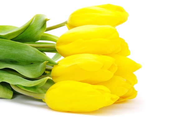 Tulipes jaunes