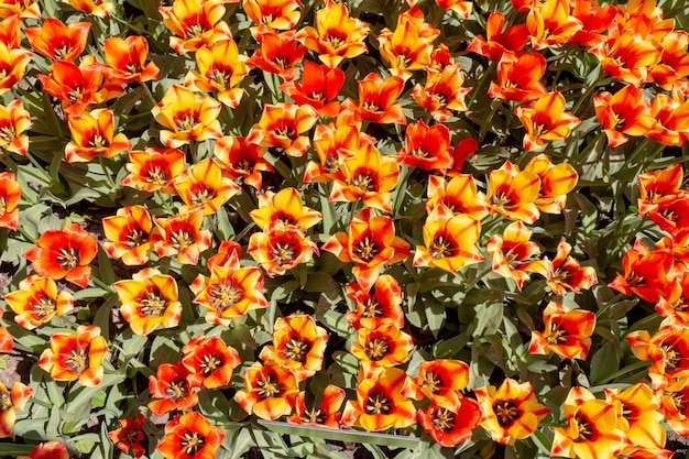 tulipes de lave orange fleurs fraîches