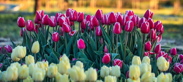 Tulipes lumineuses à l'aube un champ fleuri couvert de fleurs à l'horizon